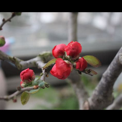 海棠花風水|【海棠風水】海棠花風水的禁忌與寓意：能擺在家裡嗎？